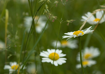 Blumenwiese-Mai.jpg