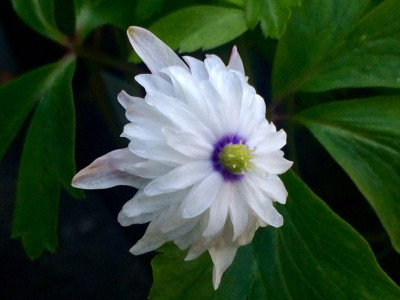 2023-04-21 Anemone nem. 'Blue Eyes'.jpg