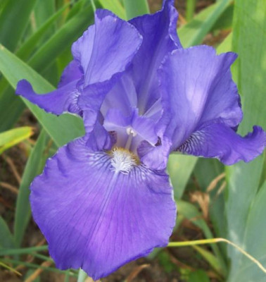 000_2821_niedrige_blaue_Himmelmann.jpg