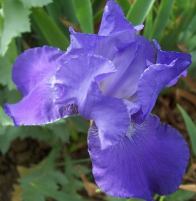 000_2822_niedrige_blaue_Himmelmann.jpg