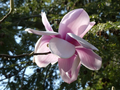 2023-04-21 Magnolia 'Atlas' 3.jpg
