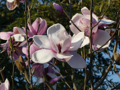 2023-04-21 Magnolia 'Atlas' 6.jpg
