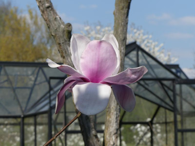 2023-04-21 Magnolia 'Atlas' 2.jpg