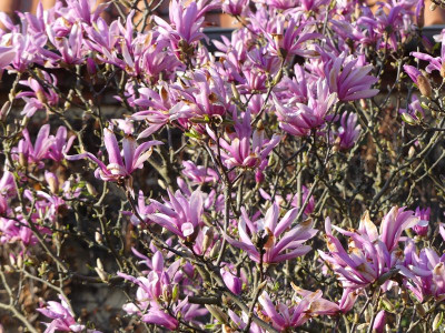 2023-04-21 Magnolia 'Betty' 1.jpg