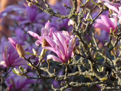 2023-04-21 Magnolia 'Betty' 2.jpg