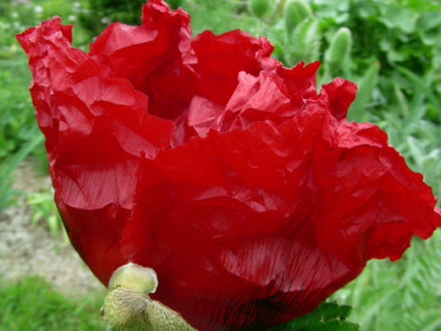 Beauty_of_Livermere_DSCN2708.jpg