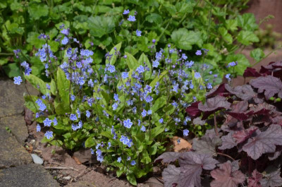 Omphalodes_cappadocica-StarryEyes.21-2.jpg