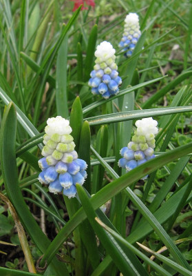IMG_9335_Muscari_Mountain_Lady_18April23_.JPG