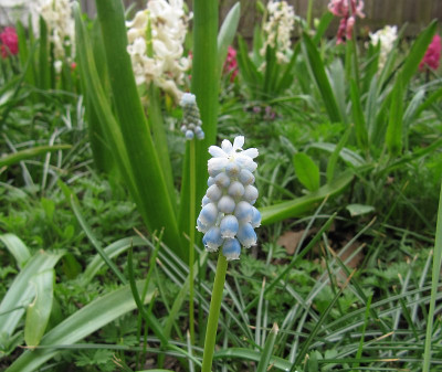 IMG_9360_Muscari_Peppermint_18April23_.JPG