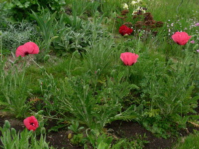 Gloing_Rose_ganzer_Tuff_DSCN2711.jpg