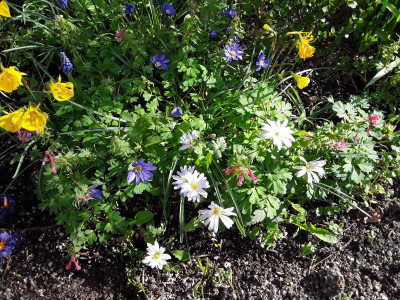 Anemonen.jpg