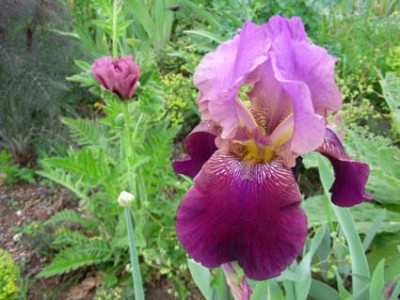 TBa_Frau_Himmelmanns_weinrote_am_12._Mai_mit_Papaver_orientale_Pattys_Plum_DSCN0937.JPG