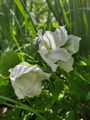 IMG_20230422_110817_Bokeh.jpg