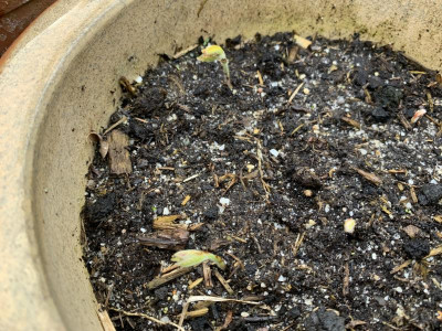 Quercus dentata Germination April 2023.jpg