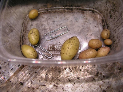 babykartoffeln.jpg