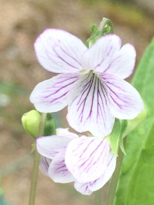 2023-04-23 Viola vaginata bl.jpg