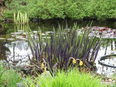 2023-04-23 Iris louisiana 'Dark Aura'.jpg