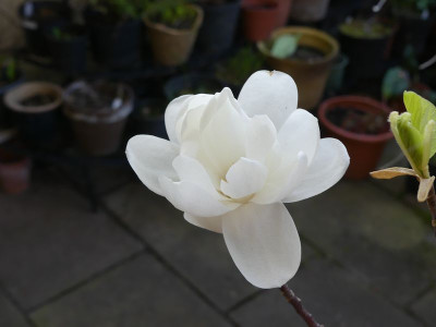 2023-04-22 Magnolia 'Barbara'.jpg