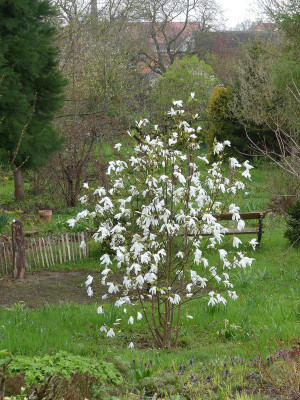2023-04-23 Magnolia 'Wadas Memory' 1.jpg
