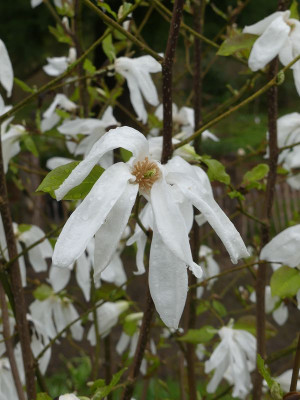 2023-04-23 Magnolia 'Wadas Memory' 3.jpg