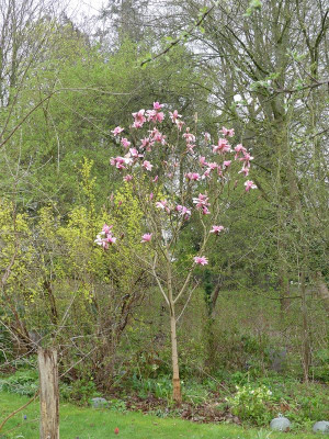 2023-04-23 Magnolia 'Blushing Belle' 1.jpg