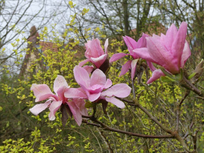 2023-04-23 Magnolia 'Blushing Belle' 3.jpg