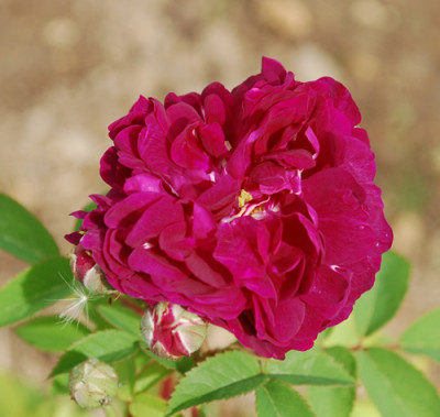 Centifolia_a_fleurs_double_violette_0010__HG_24189.jpg