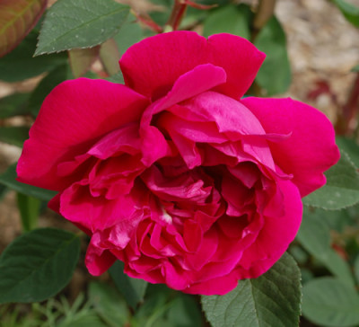 Roseraie_de_lHay_0010__K1_24158.jpg