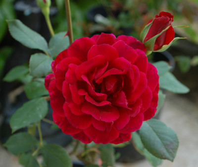 Muhme_Loffler_0010__24104.jpg