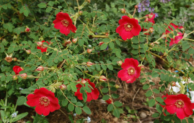 Geranium_0010__HG_24191.jpg