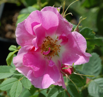 Rosa_californica_plena_0010__24074.jpg