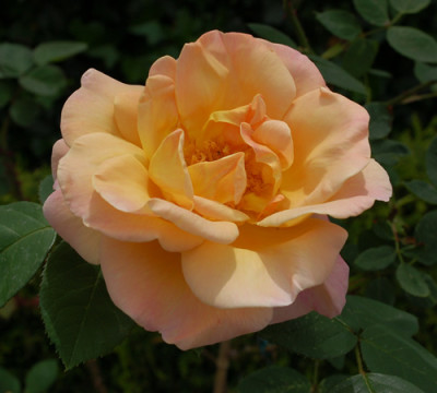 Dr._Eckener_0010__K_24168.jpg