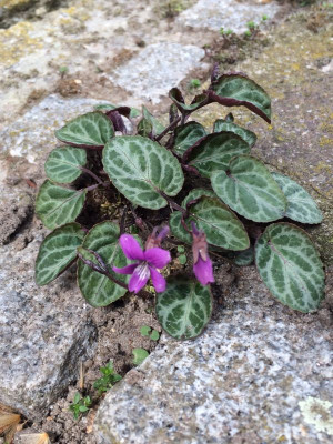 2023-04-24 Viola koreana fg.jpg