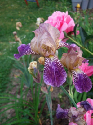 Iris_sambucina.jpg