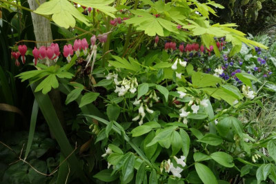Lathyrus_vernus-weiß.23-1.jpg