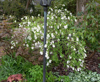 Exochorda-Apr2423_011_00001.jpg