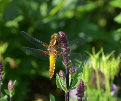 Libellula_depressa.16-3.jpg