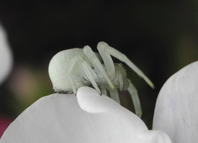 Veränderliche Krabbenspinne 2021-07-19 (2).jpg