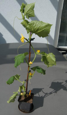 Gurke_20230424_02.jpg