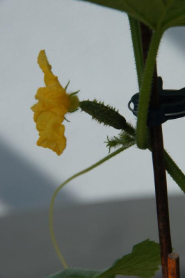 Gurke_20230424_01.jpg
