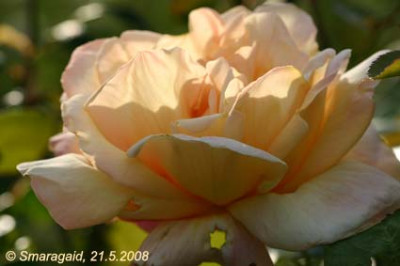 Sutters-Gold-2008-05-21_0712.jpg