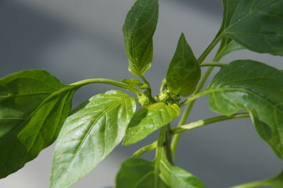 Paprika_20230424_1.jpg