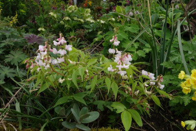Lathyrus_vernus-Roseus.23-1.jpg