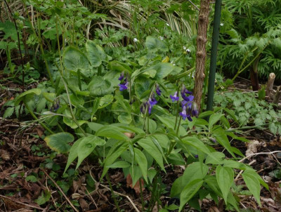 Lathyrus_vernus-Blaulichter.23-1.jpg