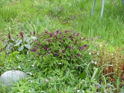 2023-04-25 Lathyrus vernus 1.jpg