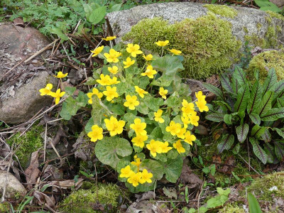 2023-04-25 Caltha palustris 'Variegata'.jpg