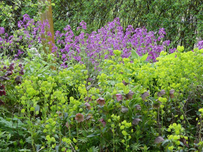 2023-04-25 Lunaria annua 1.jpg