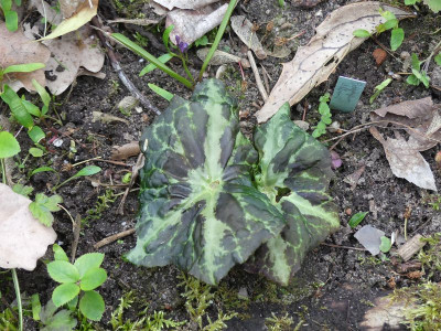 2023-04-25 Podophyllum difforme.jpg