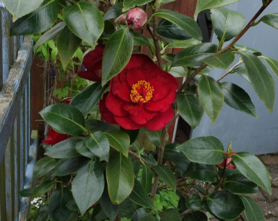 Camellia-BobHope.23-2.jpg