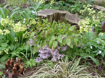 2023-04-25 Epimedium 1.jpg